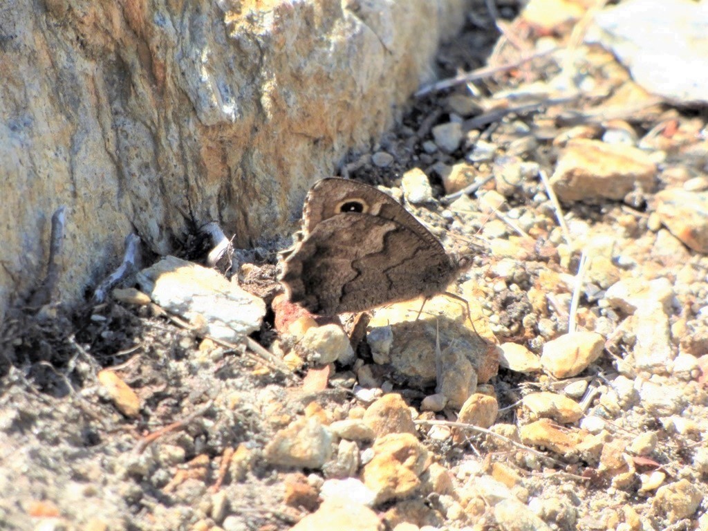 Hipparchia statilinus? S